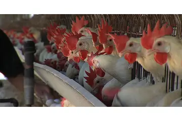 Kuş Gribi Hangi Hayvanlarda Görülür?